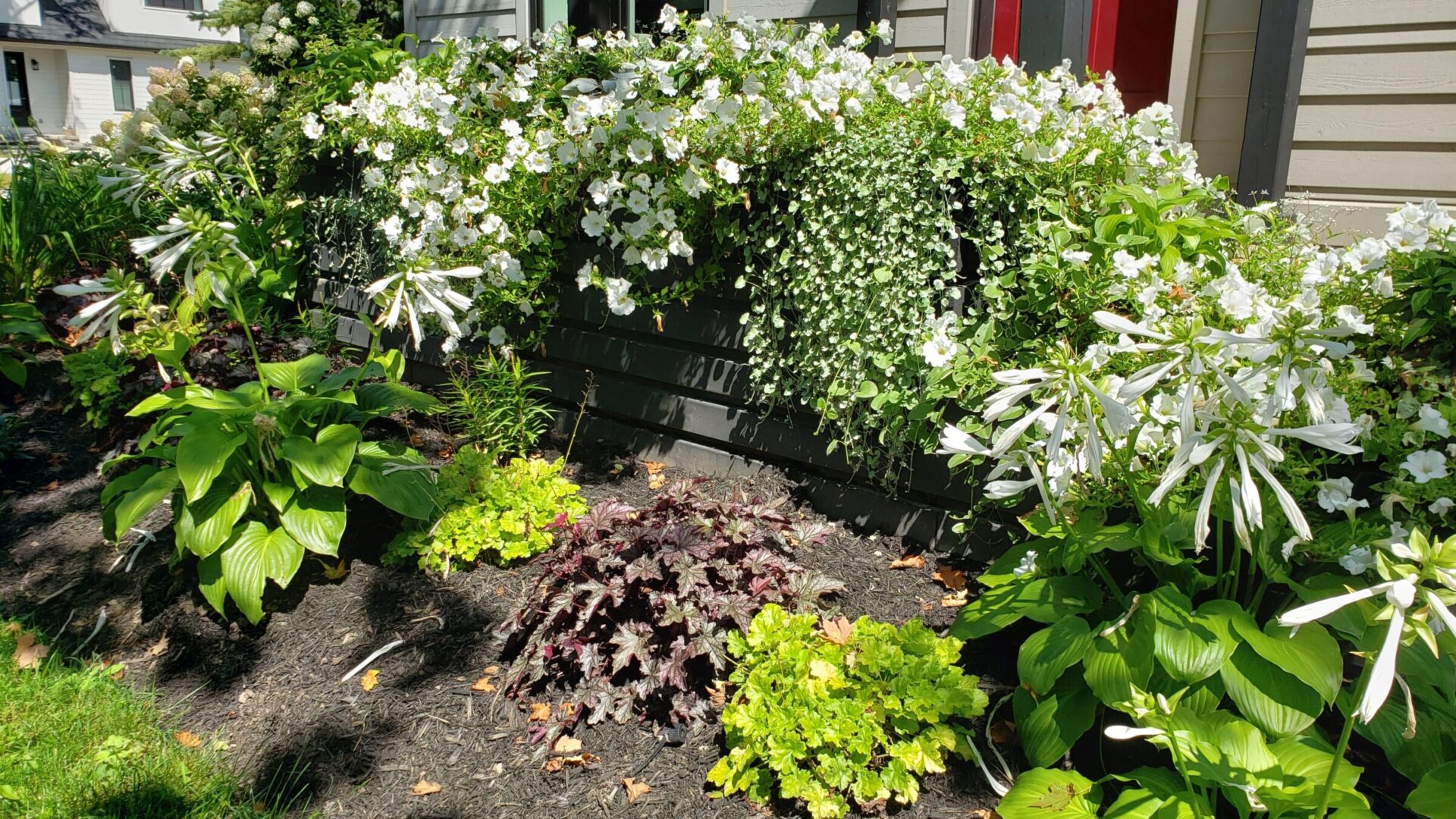 The image shows a lush flowerbed with white blossoms and various green plants against a backdrop of a building with neutral-colored siding.
