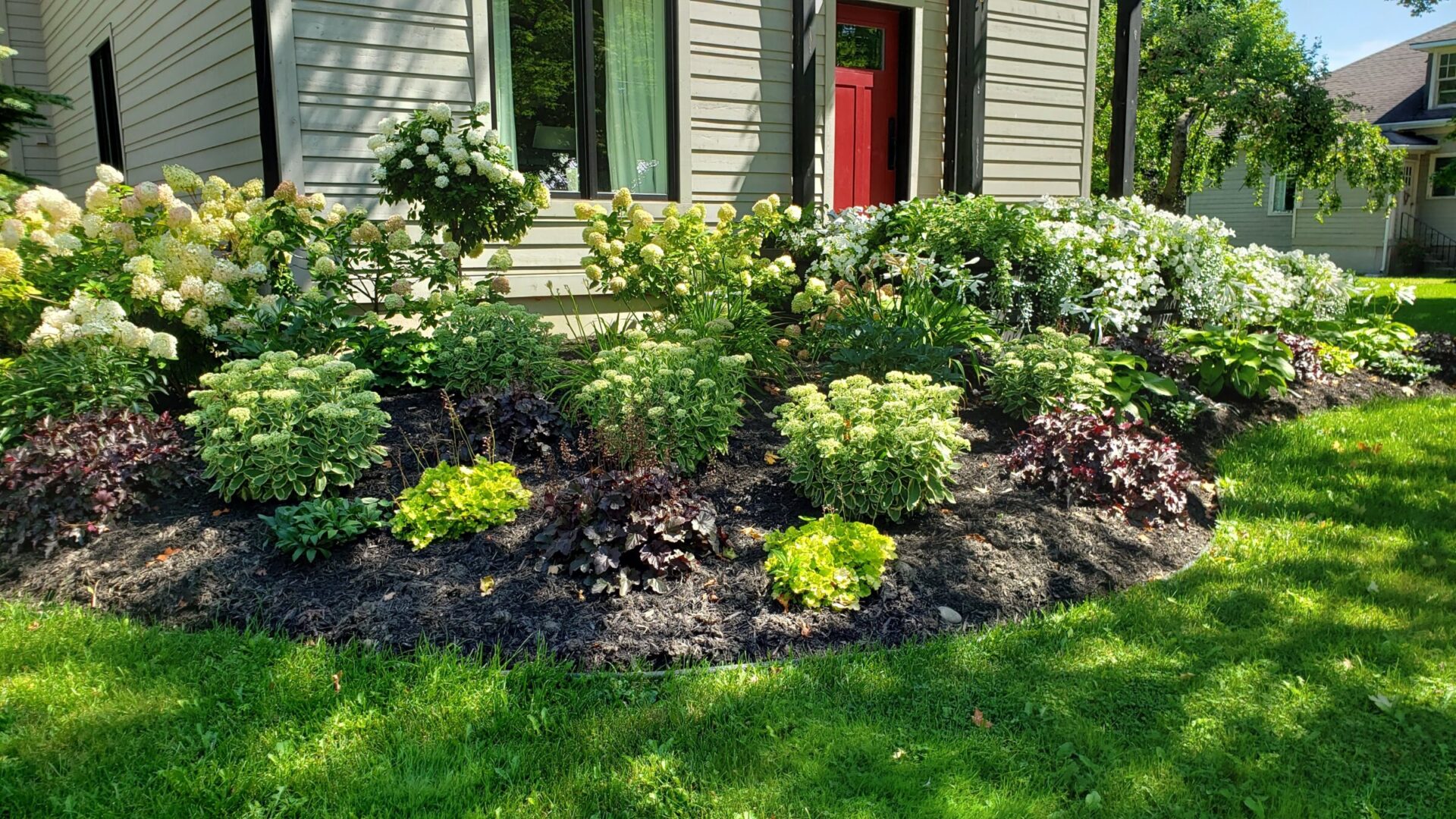 A well-maintained garden with lush hydrangeas, assorted plants, a red door, and beige siding on a sunny day, exemplifying suburban outdoor landscaping.