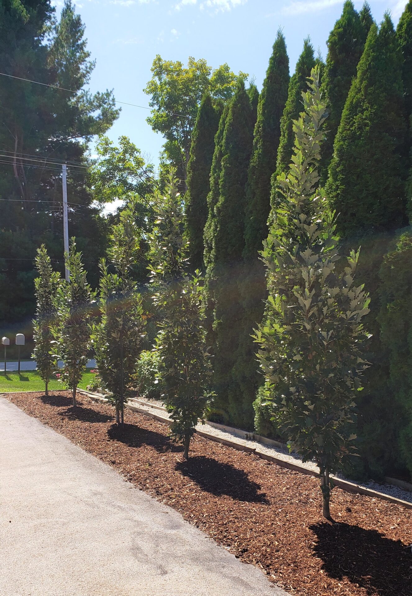 A row of young trees is planted along a path, with mature tall trees behind. The ground is covered in brown mulch, under a sunny sky.