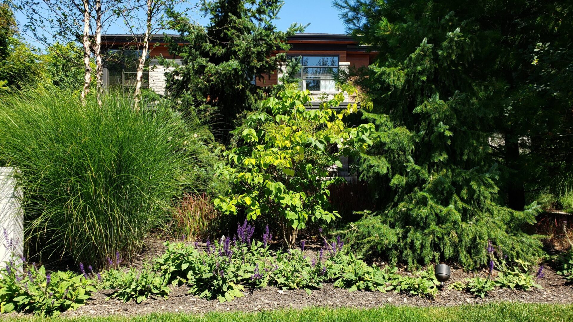 The image features a well-maintained garden with lush greenery, vibrant purple flowers, decorative grasses, and a house in the background.