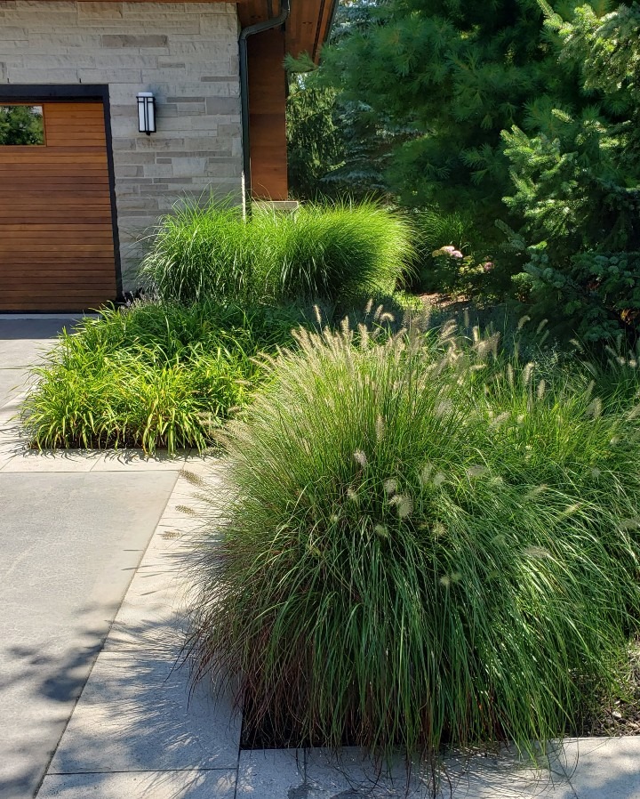 A landscaped pathway features lush ornamental grasses alongside a concrete walkway, leading to a modern house with a wood-paneled door.
