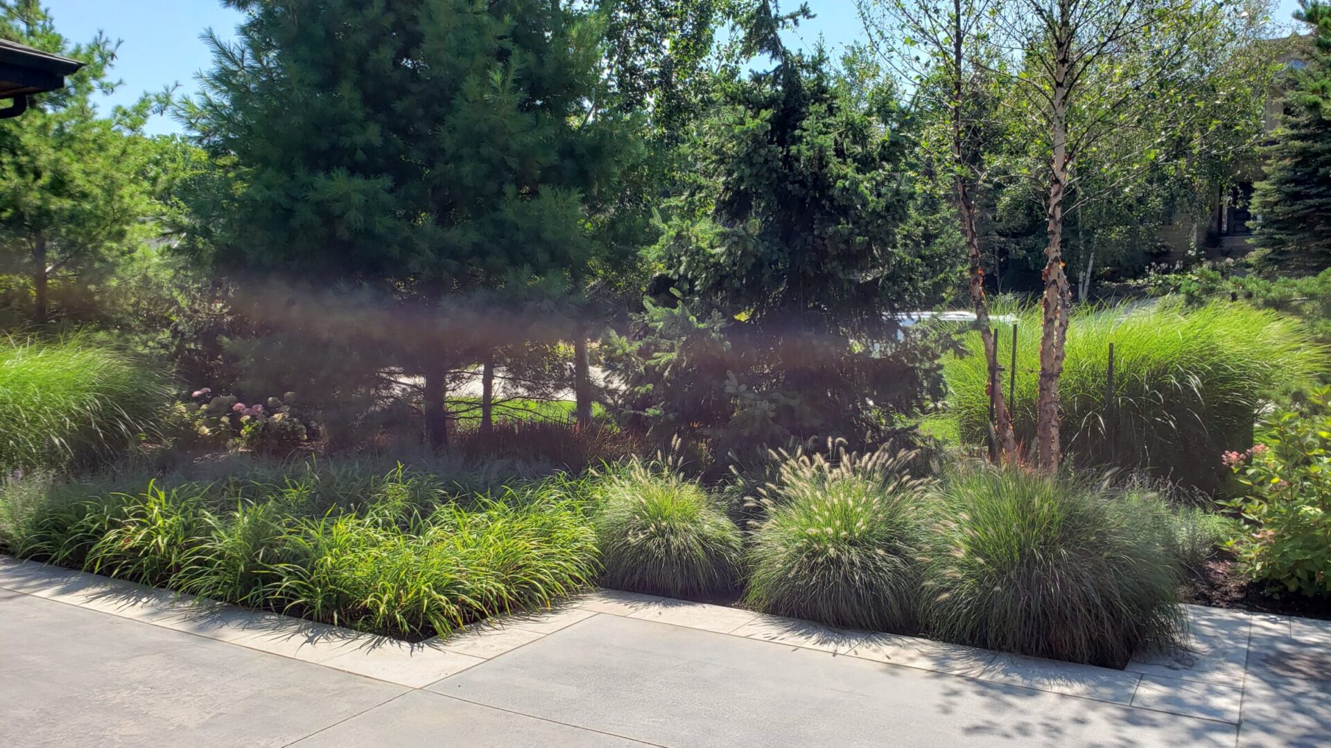 This image displays a landscaped garden with lush greenery, various grasses, and trees under a bright sky. A concrete pathway lies in the foreground.