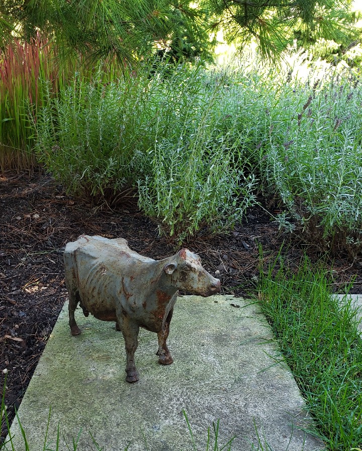 A rusty metal sculpture of a cow stands on a flagstone amidst lush greenery with pine branches and tall grass-like plants surrounding it.