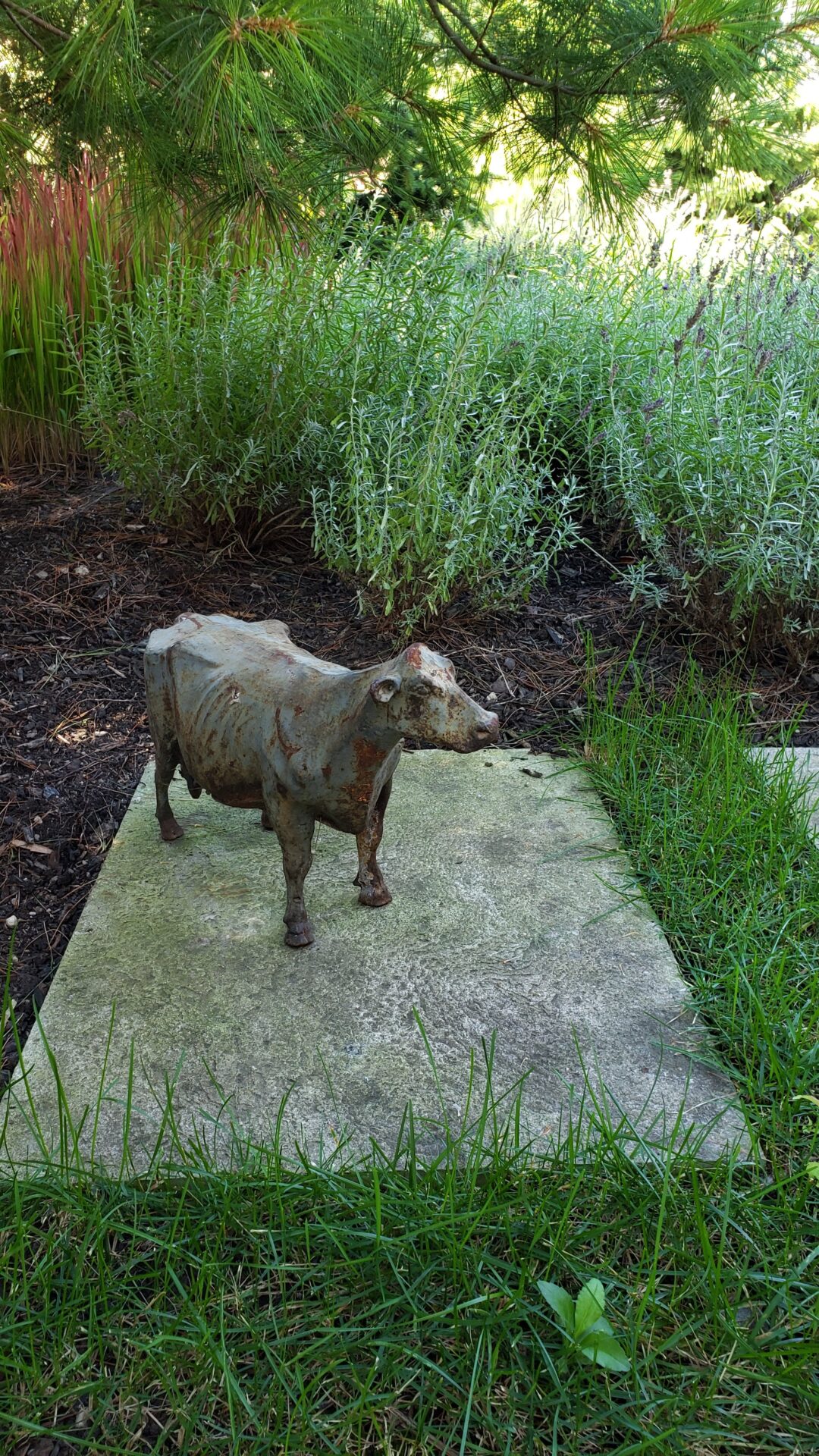 Rusted metal cow sculpture stands on a stone slab amidst green plants, with pine needles and lavender in a tranquil garden setting.
