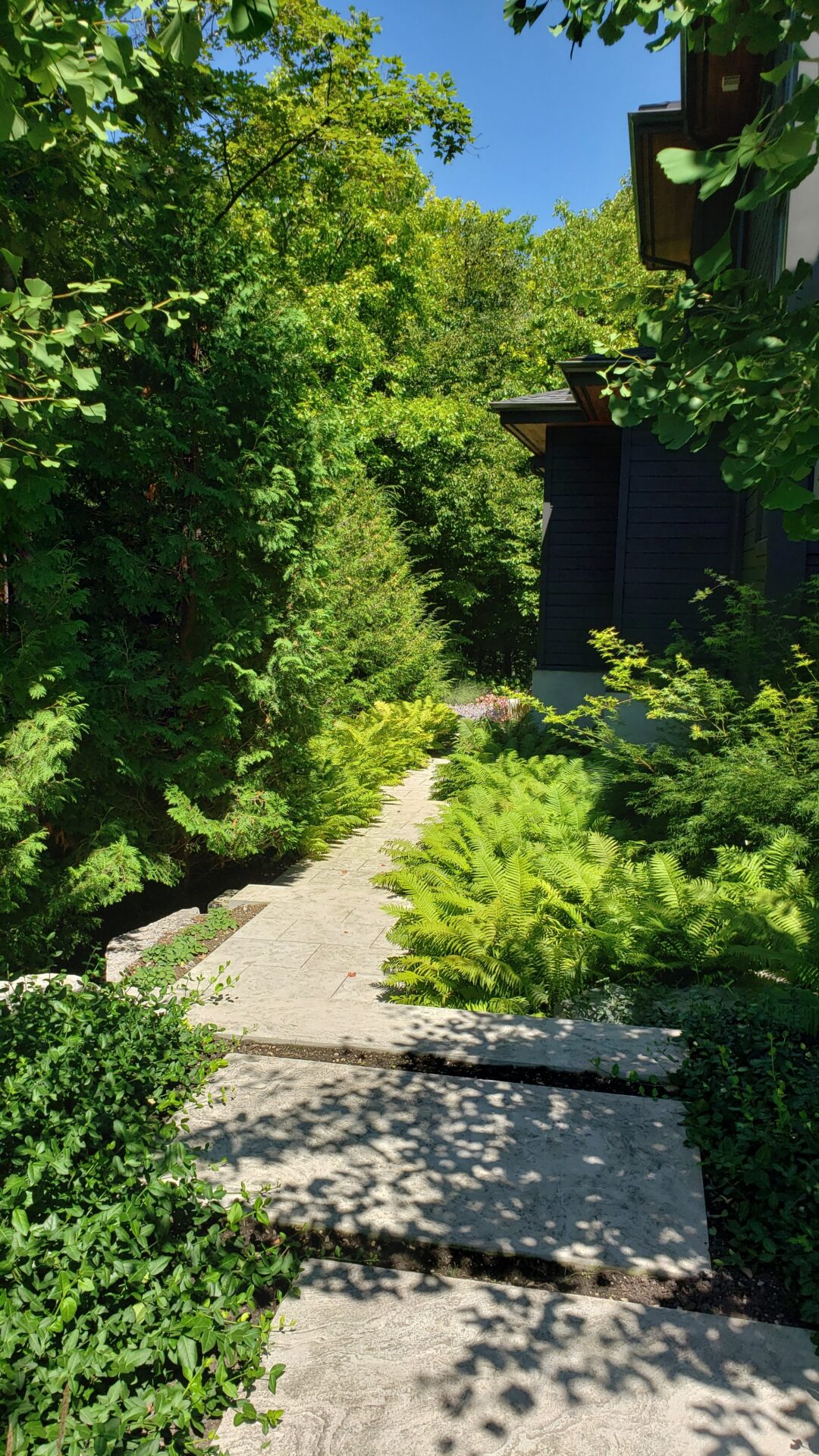 A stone walkway leads into lush greenery with ferns and trees, alongside a dark-colored building under a bright blue sky. Shadows dapple the path.