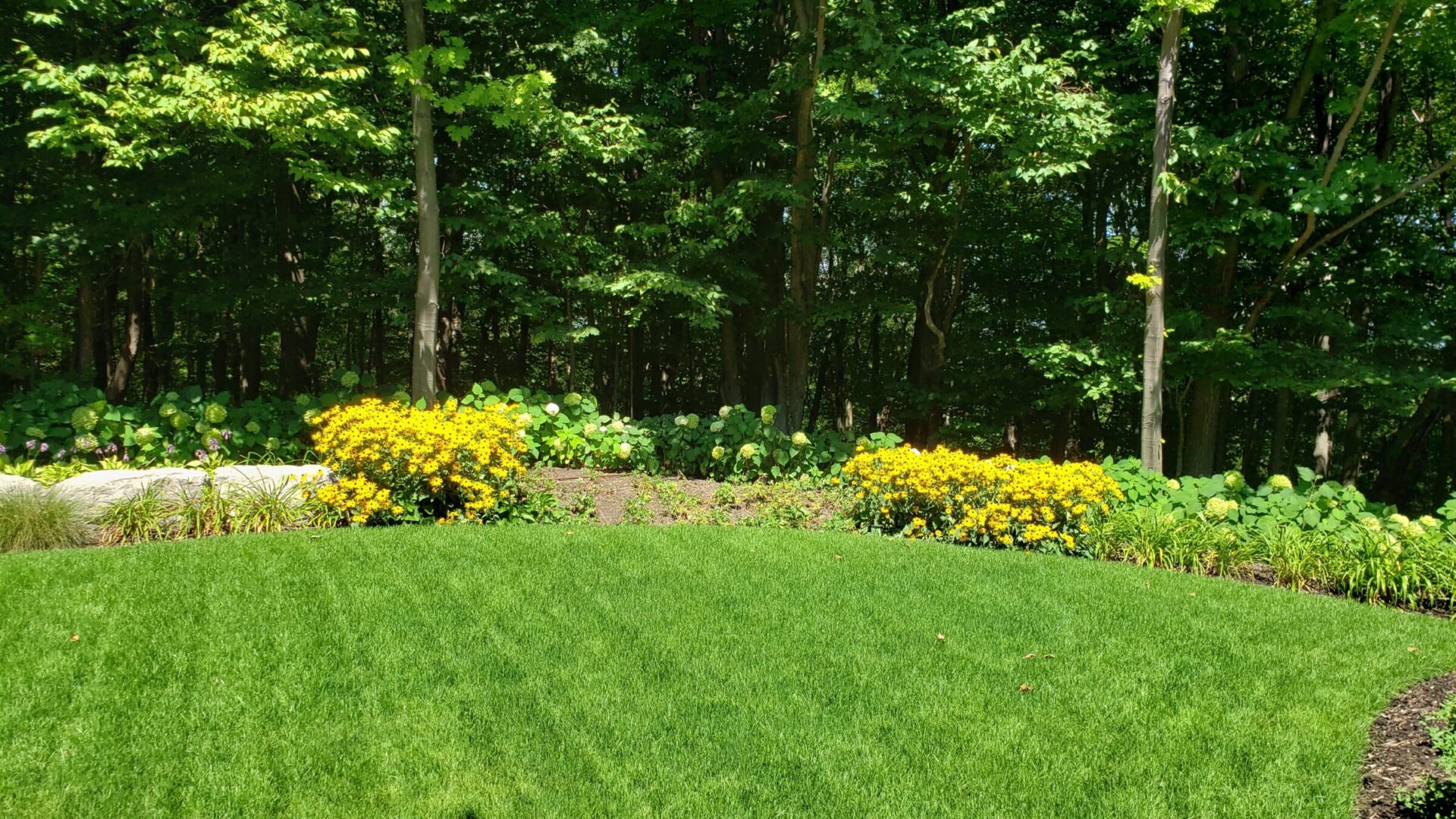 Lush green lawn in foreground with vibrant yellow flowers and shrubs against a backdrop of dense woodland under a clear blue sky.