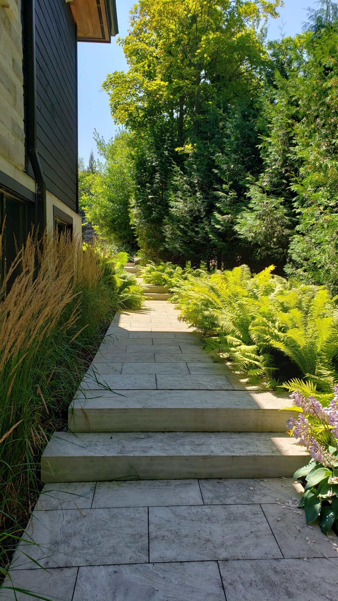 A serene garden pathway flanked by lush green ferns and ornamental grasses, leading past a modern structure under a clear blue sky.
