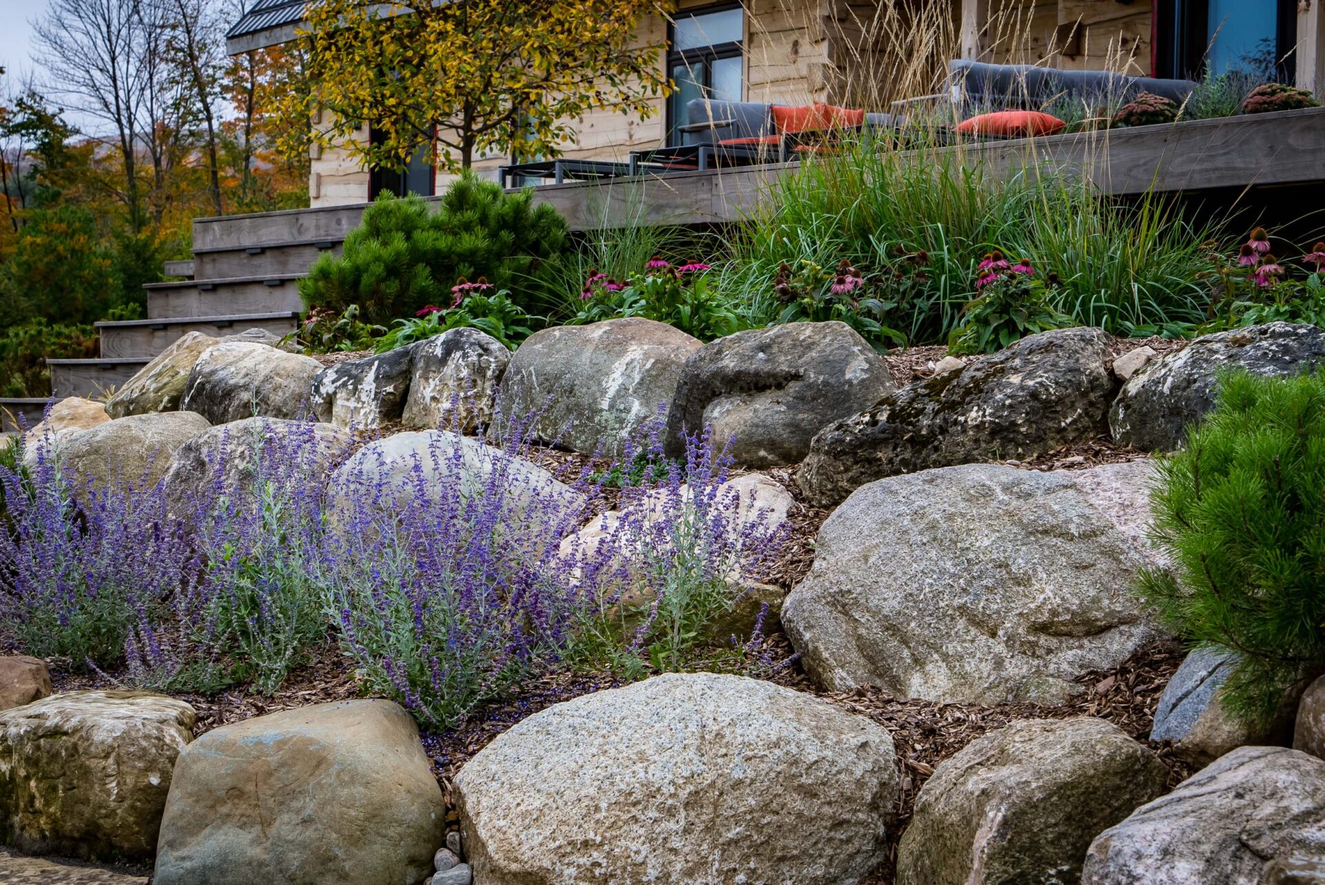 This image shows a landscaped garden with large rocks and blooming purple flowers in the foreground, and grasses and a building in the background.