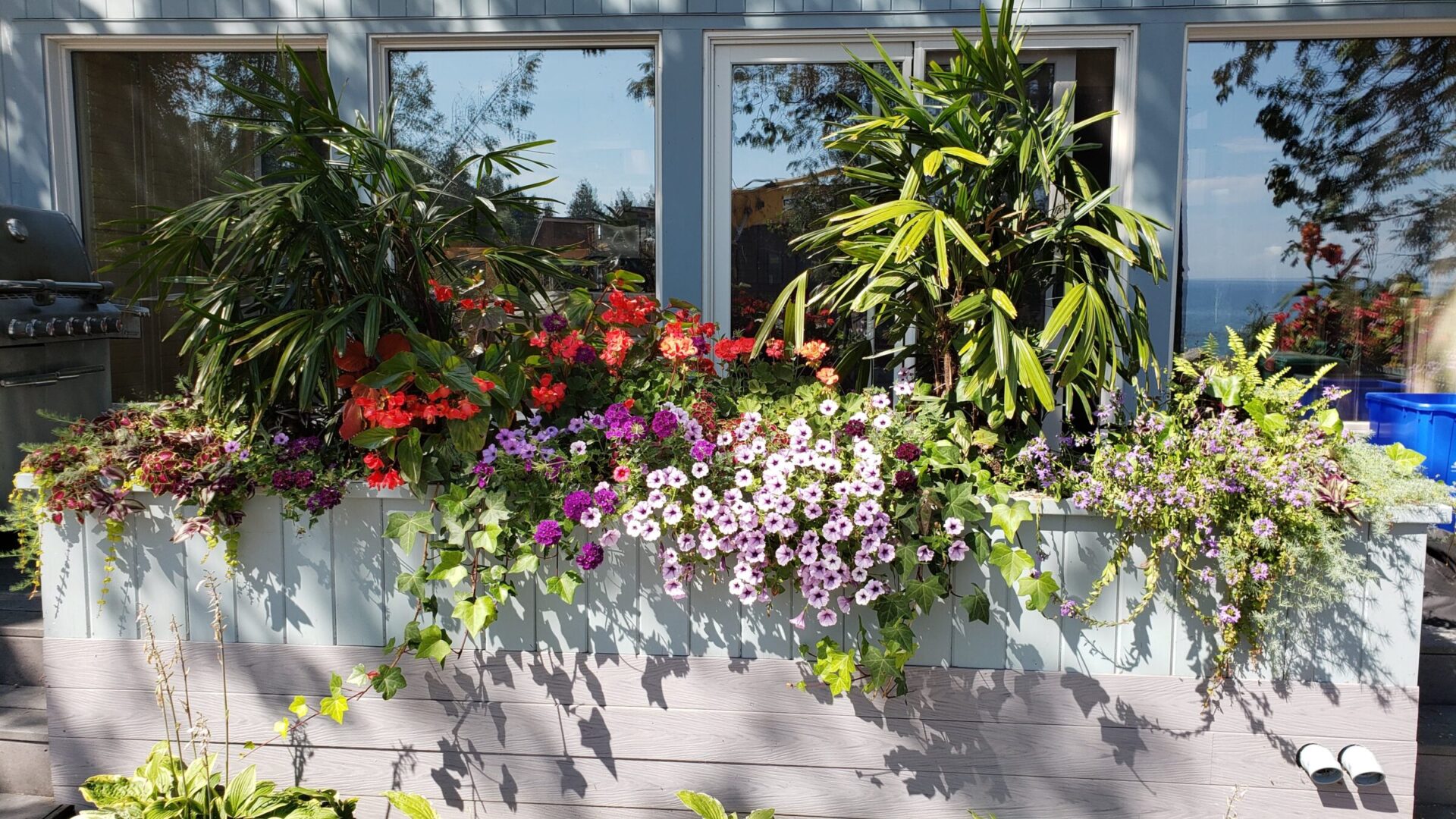 The image shows a vibrant floral display in a wooden planter against a house with a barbecue grill and blue recycling bins nearby, overlooking the ocean.