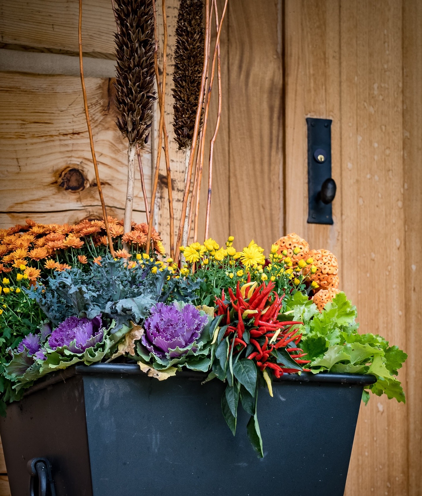 A vibrant planter filled with assorted flowers, ornamental cabbages, and red chili peppers against a wooden background with tall dried plants.