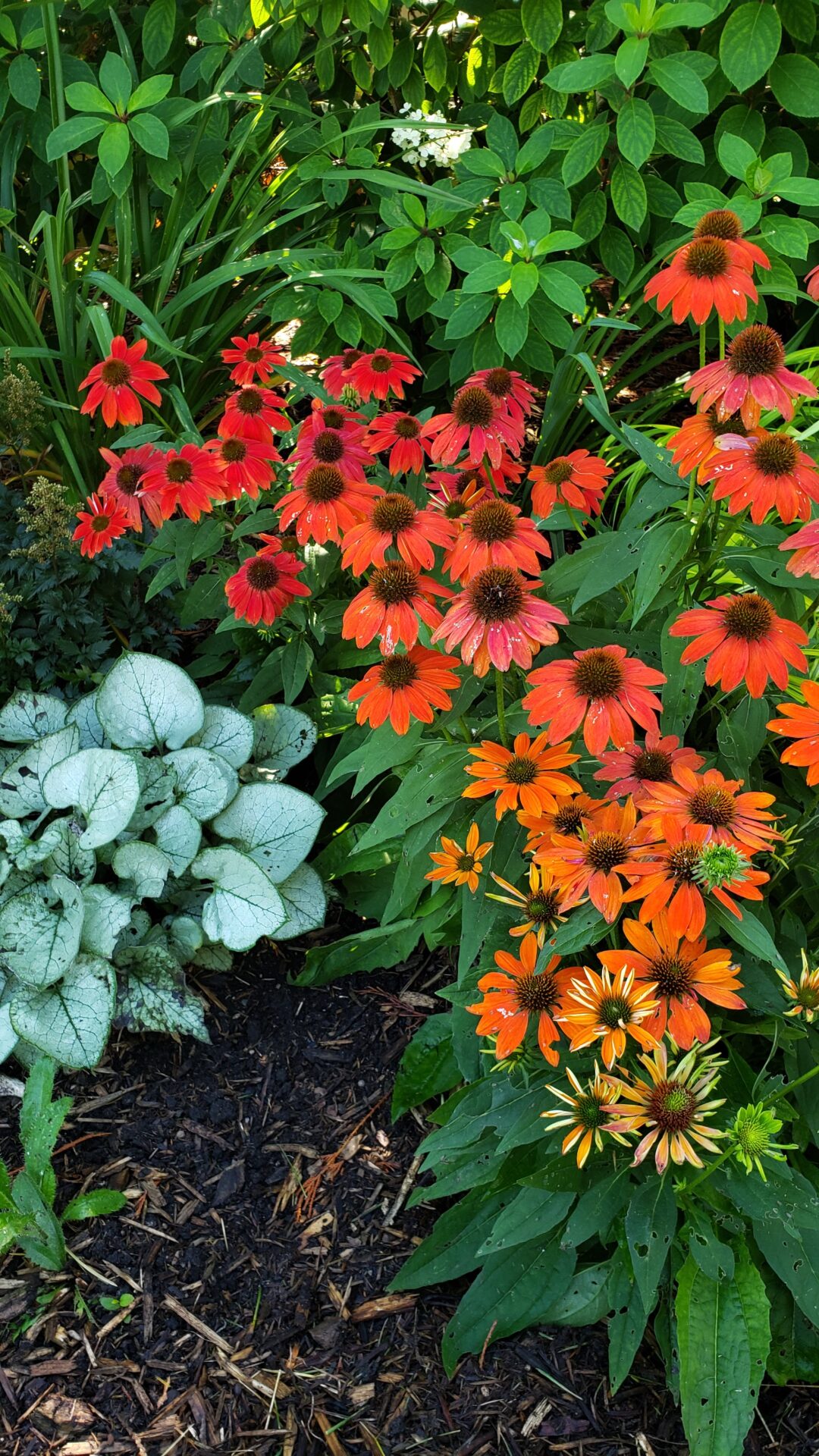 The image shows a vibrant garden with orange and red Echinacea flowers, green foliage, and white-leaved plants on a bright day.
