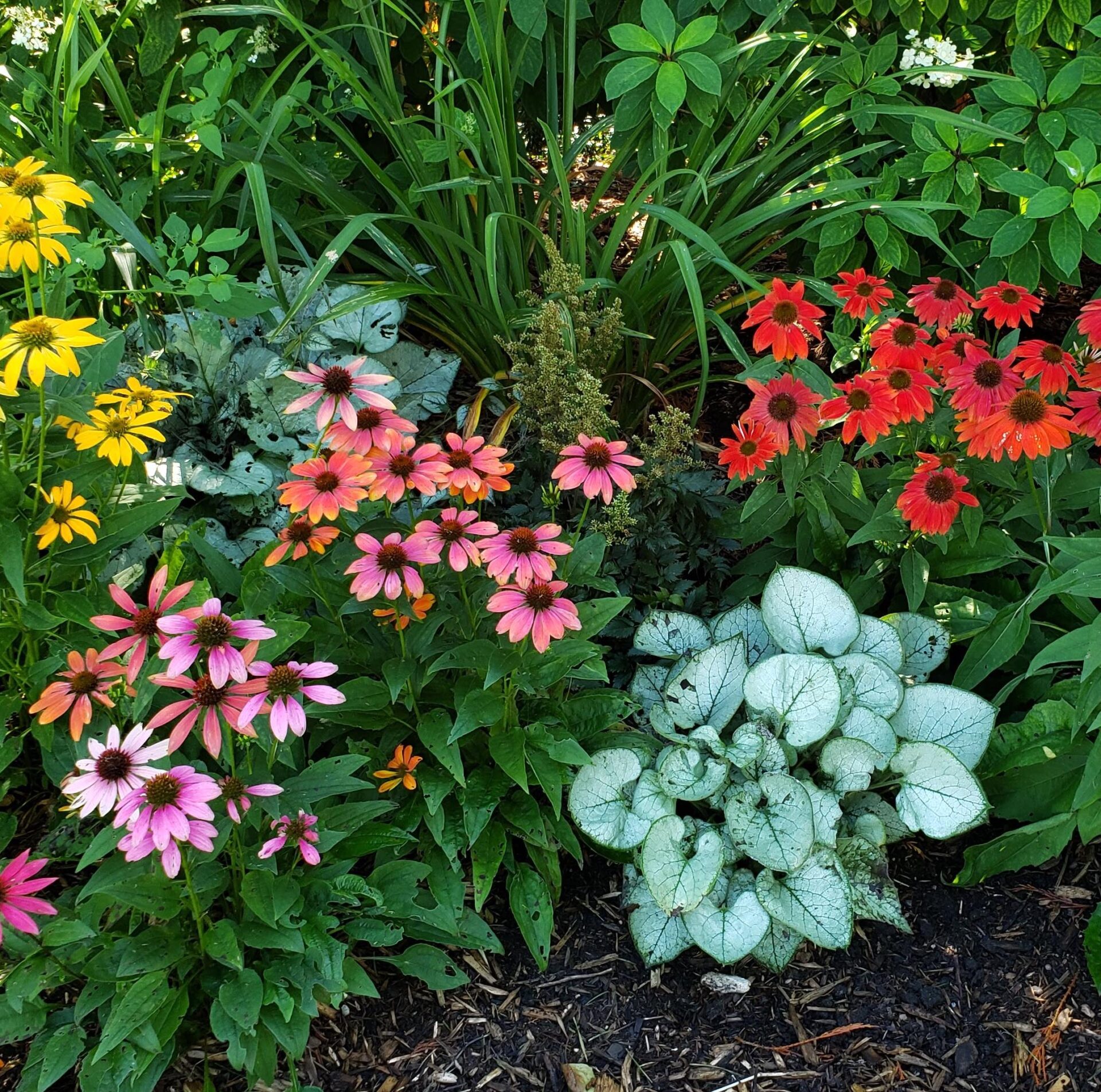 The image showcases a vibrant garden with a mix of yellow, pink, red, and orange flowers among green foliage and a white-leafed plant.