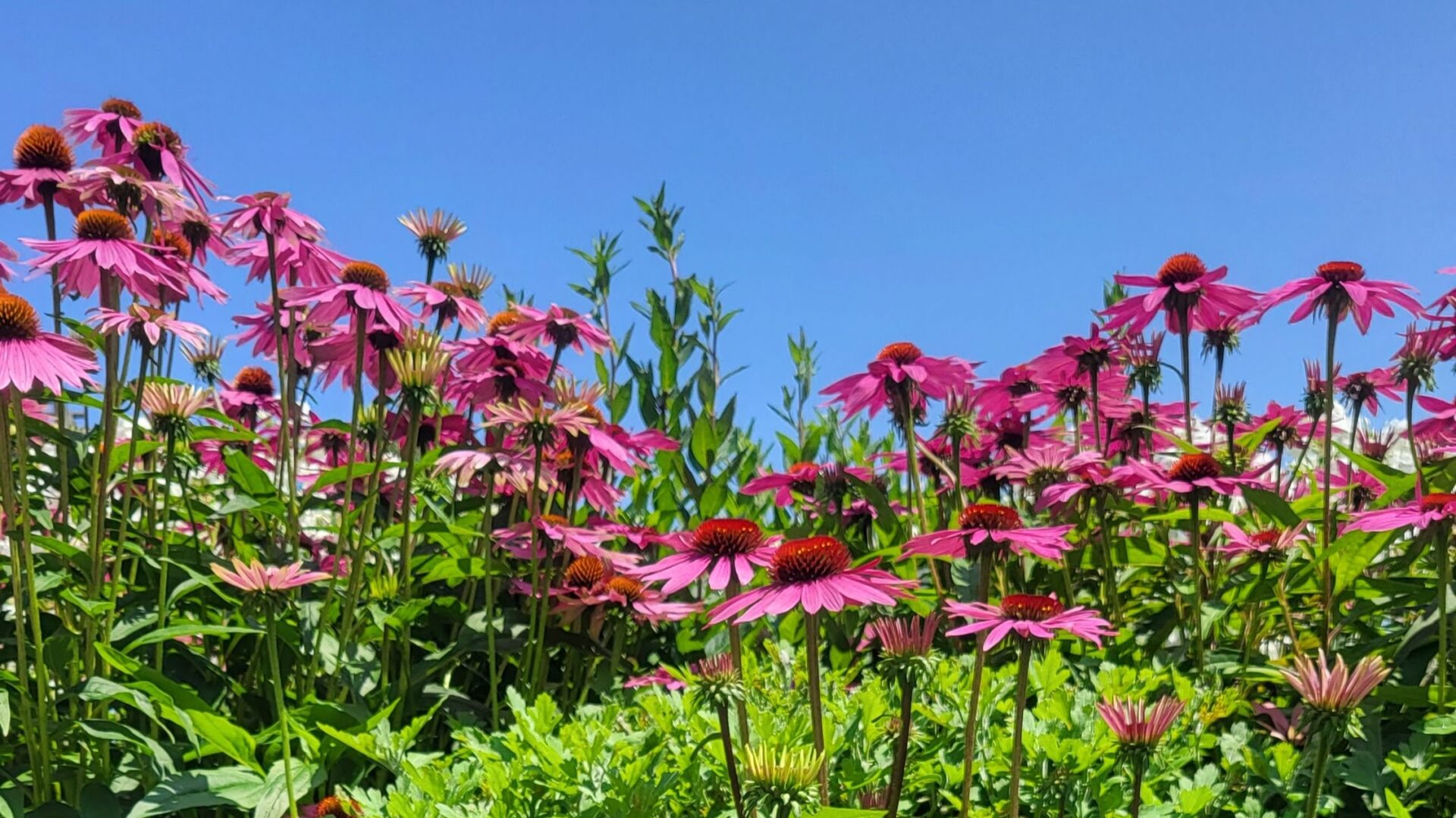 A vibrant garden with pink coneflowers (Echinacea) blooming under a clear blue sky, showcasing their prominent central cones and slender petals.