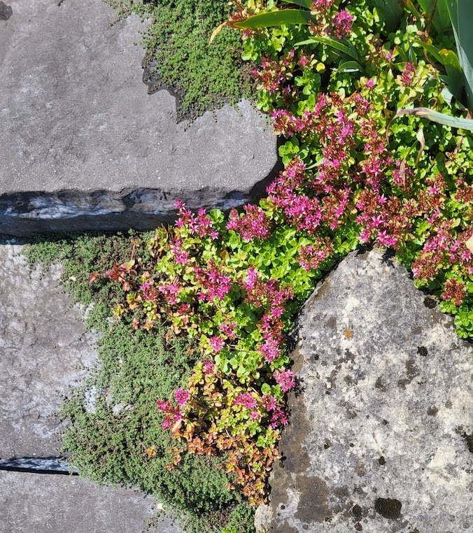 An overhead view of vibrant pink flowers and green plants growing over a cracked concrete surface with patches of moss. Nature reclaiming manmade structures.