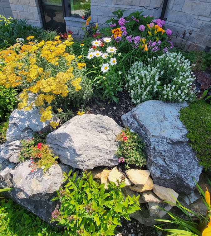 A vibrant garden featuring large rocks, yellow yarrow, daisies, and other colorful flowers near a stone building wall under bright sunlight.