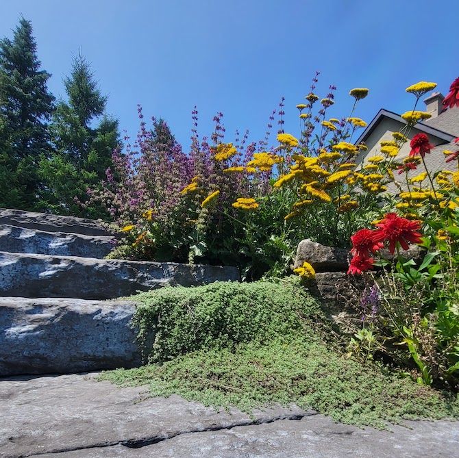 A vibrant garden with yellow, red, and purple flowers blooms beside a stone stairway, under a clear blue sky, near a residential building.