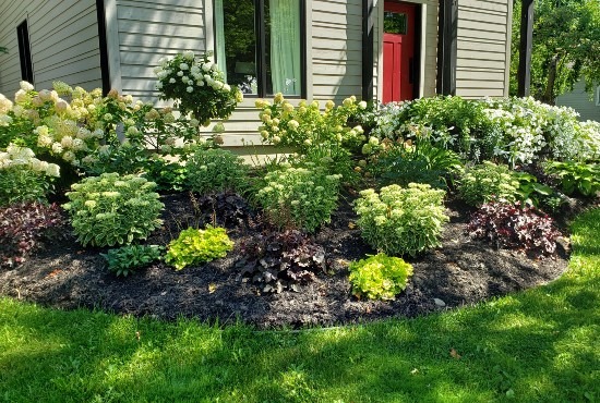 A vibrant garden bed in front of a house with a red door, featuring lush green shrubs, white flowers, and red-leafed plants under sunlight.