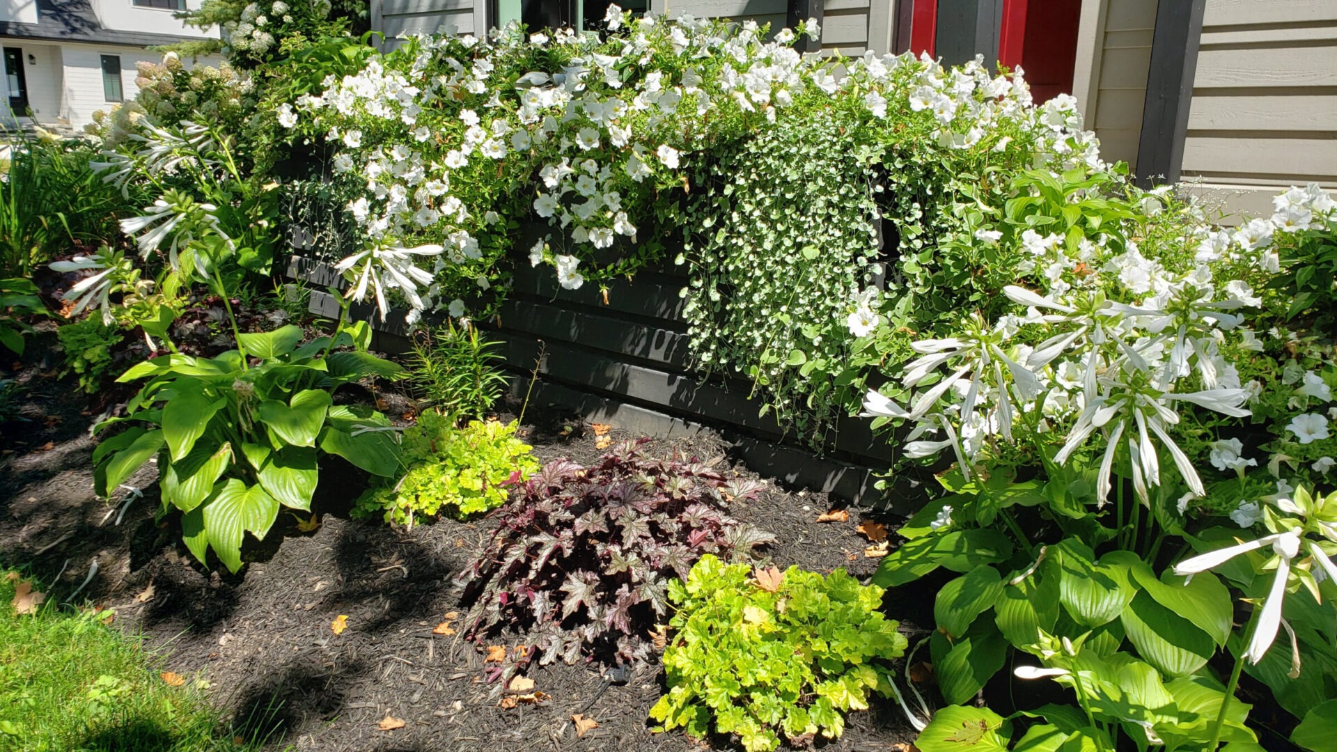 Lush garden with white flowering plants in a raised black bed, against a house with grey siding, under bright sunlight with green foliage.