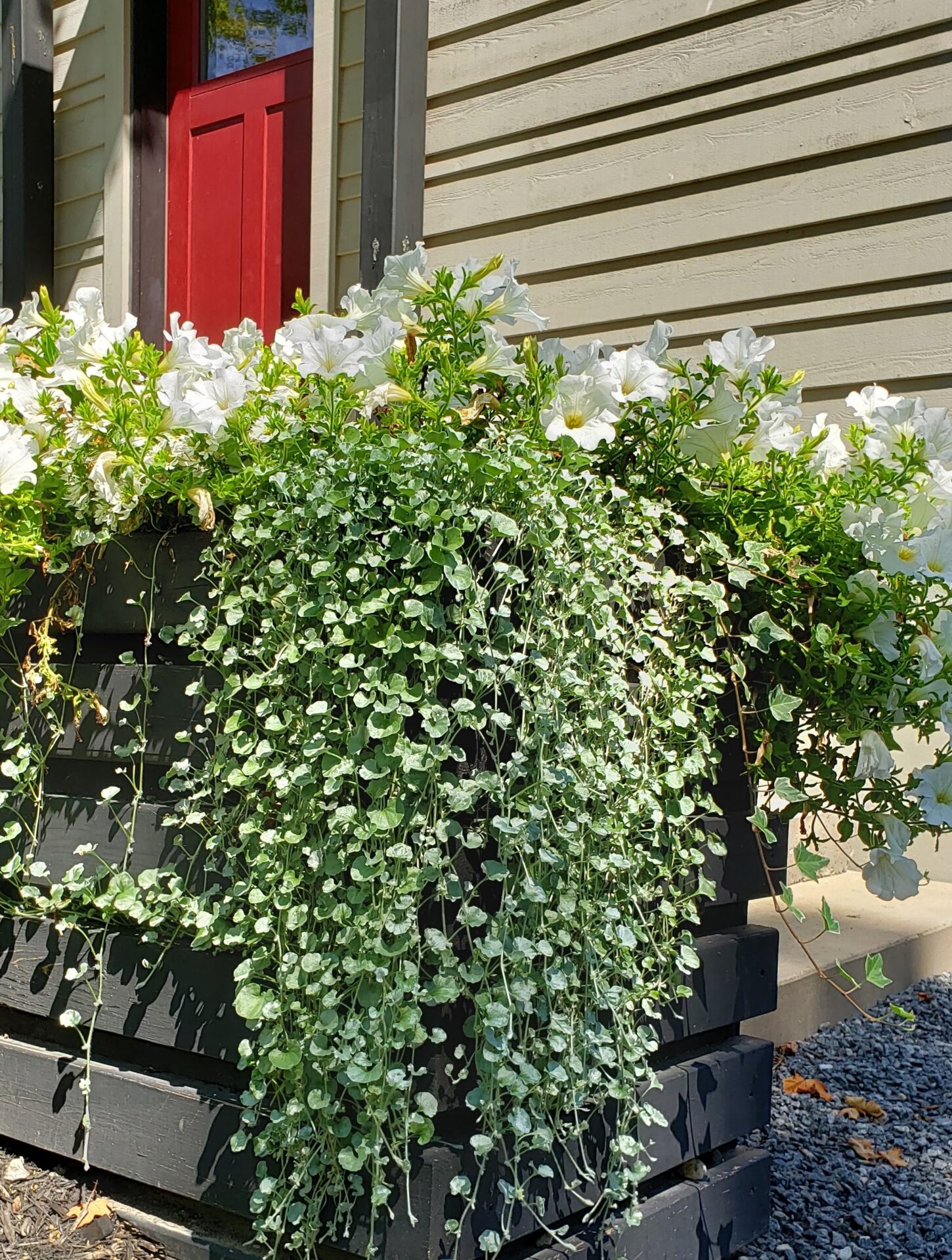The image shows a lush planter with cascading greenery and vibrant white flowers, set against a house with a red door and beige siding.