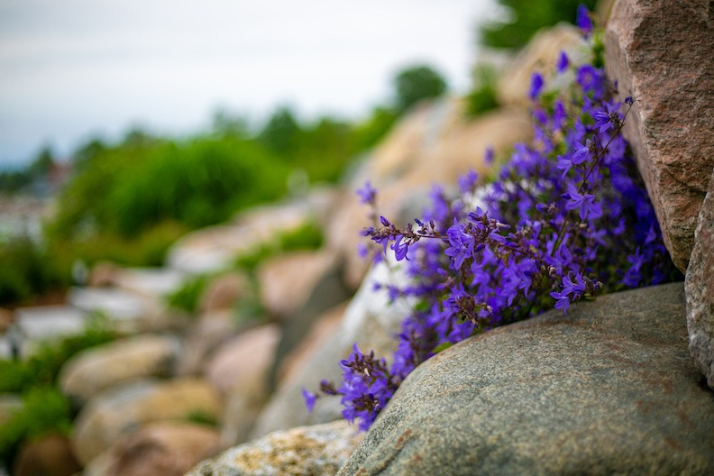 A shallow depth of field highlights vibrant purple flowers blooming between weathered rocks, with soft-focused greenery and a blurred background.