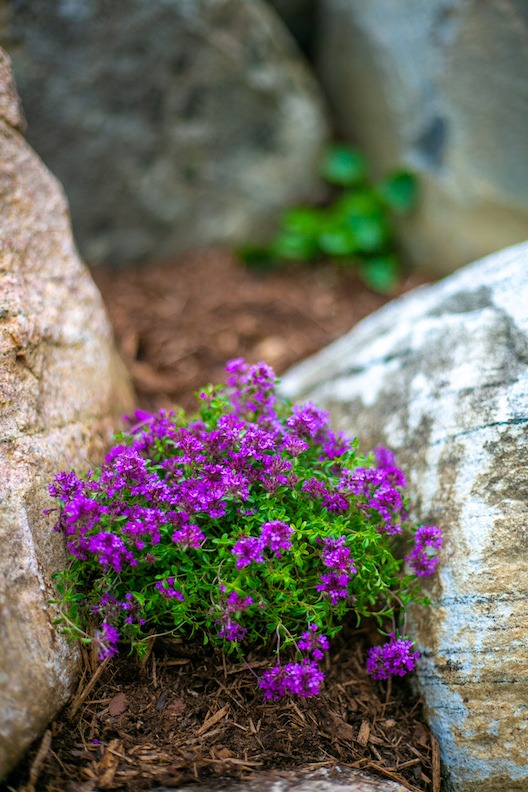 A vibrant cluster of purple flowers nestled between large, weathered rocks with fresh green leaves and a soft-focus background.