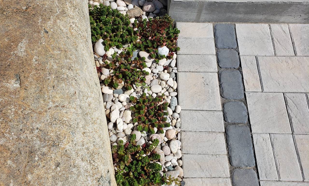 An outdoor ground setting featuring a mix of pebbles and low green succulent plants, bordered by large rectangular pavers and a concrete curb.