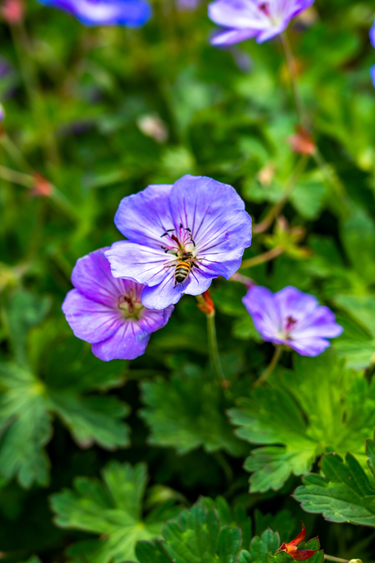 this image shows a bee pollinating a flower