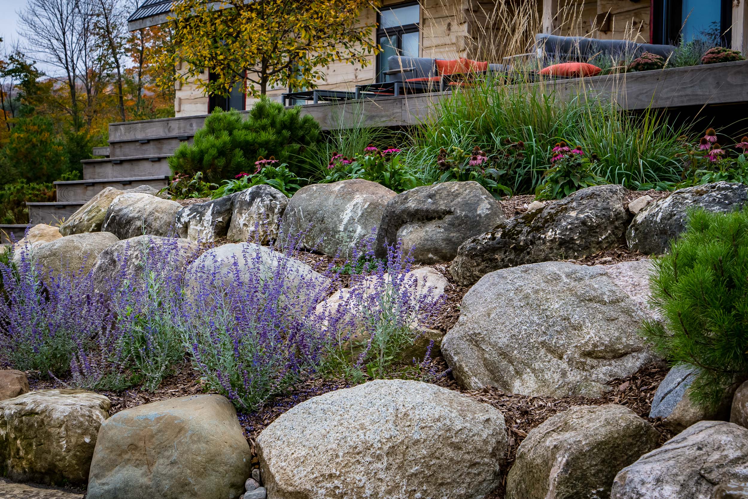 Low-maintenance garden design featuring lavendar set into rocks on a hillside.
