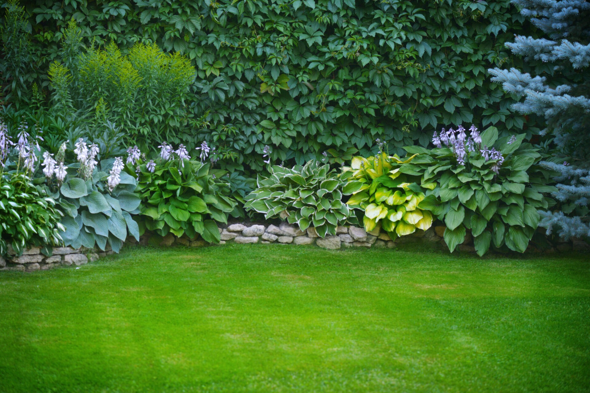 Low-maintenance garden design featuring a wall of greenery.