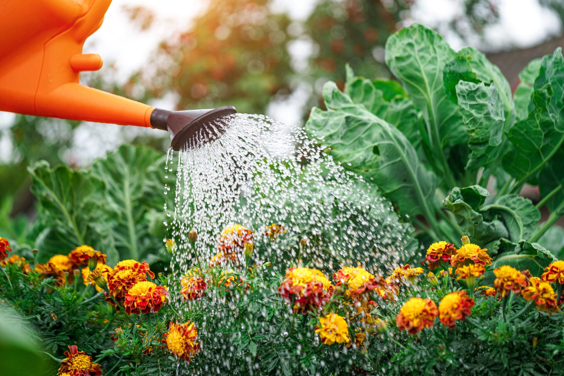 A watering can watering mums