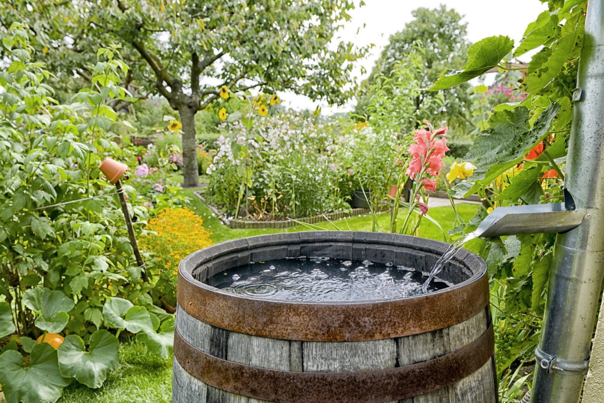 A rain barrel in a garden