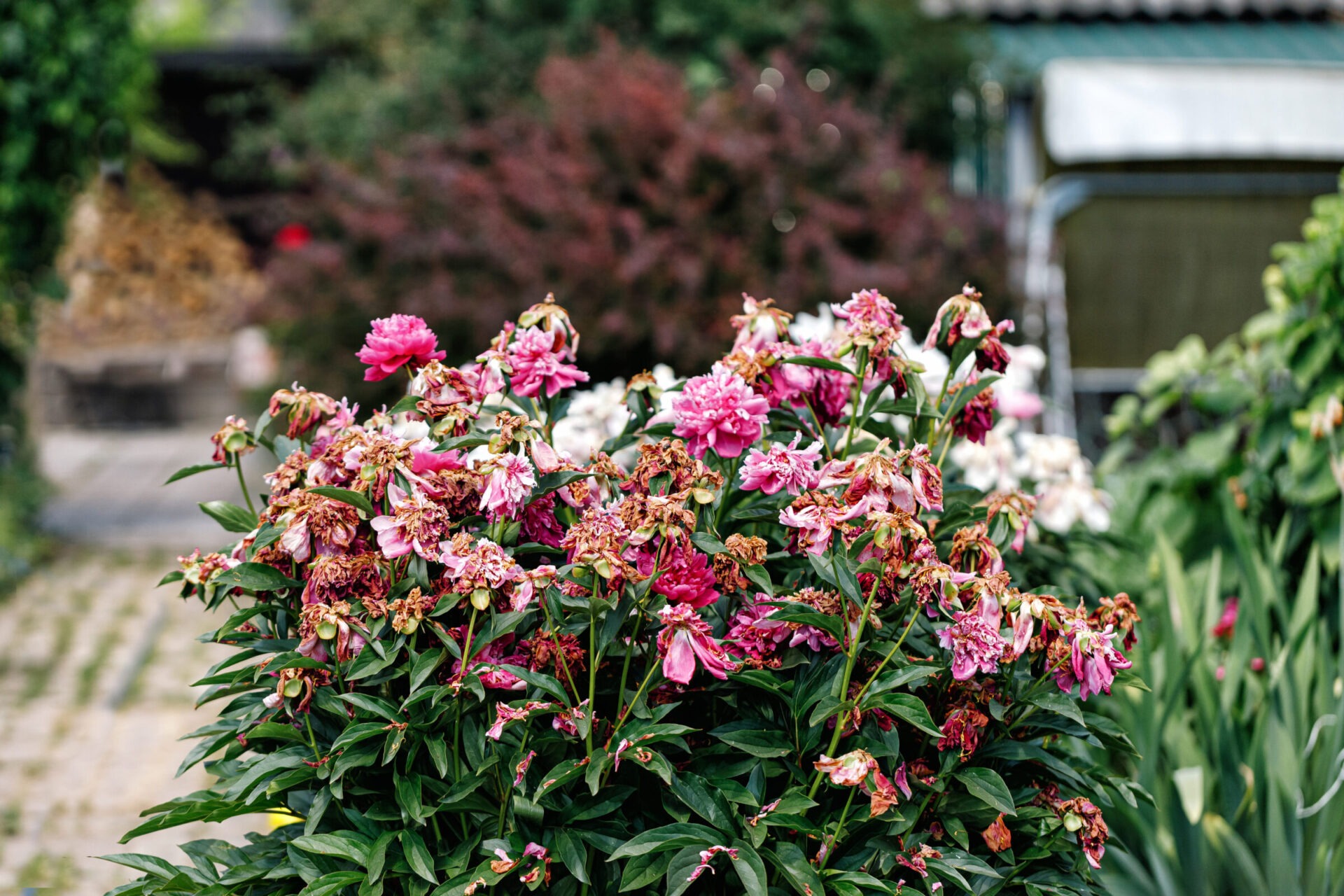 Natural garden plants peonies have faded, Fading pink peony in garden. Completion of flowering. Aging. Peony bush with fading flowers.