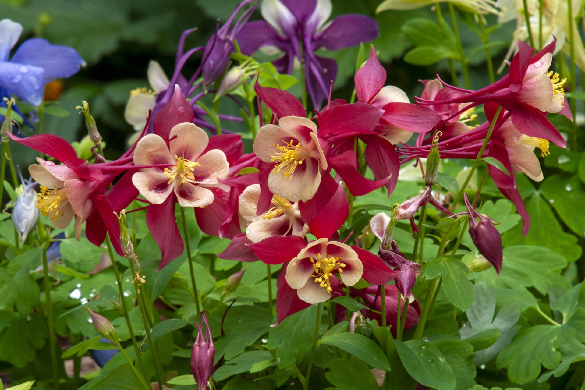 Flowers of a crimson star columbine in garden