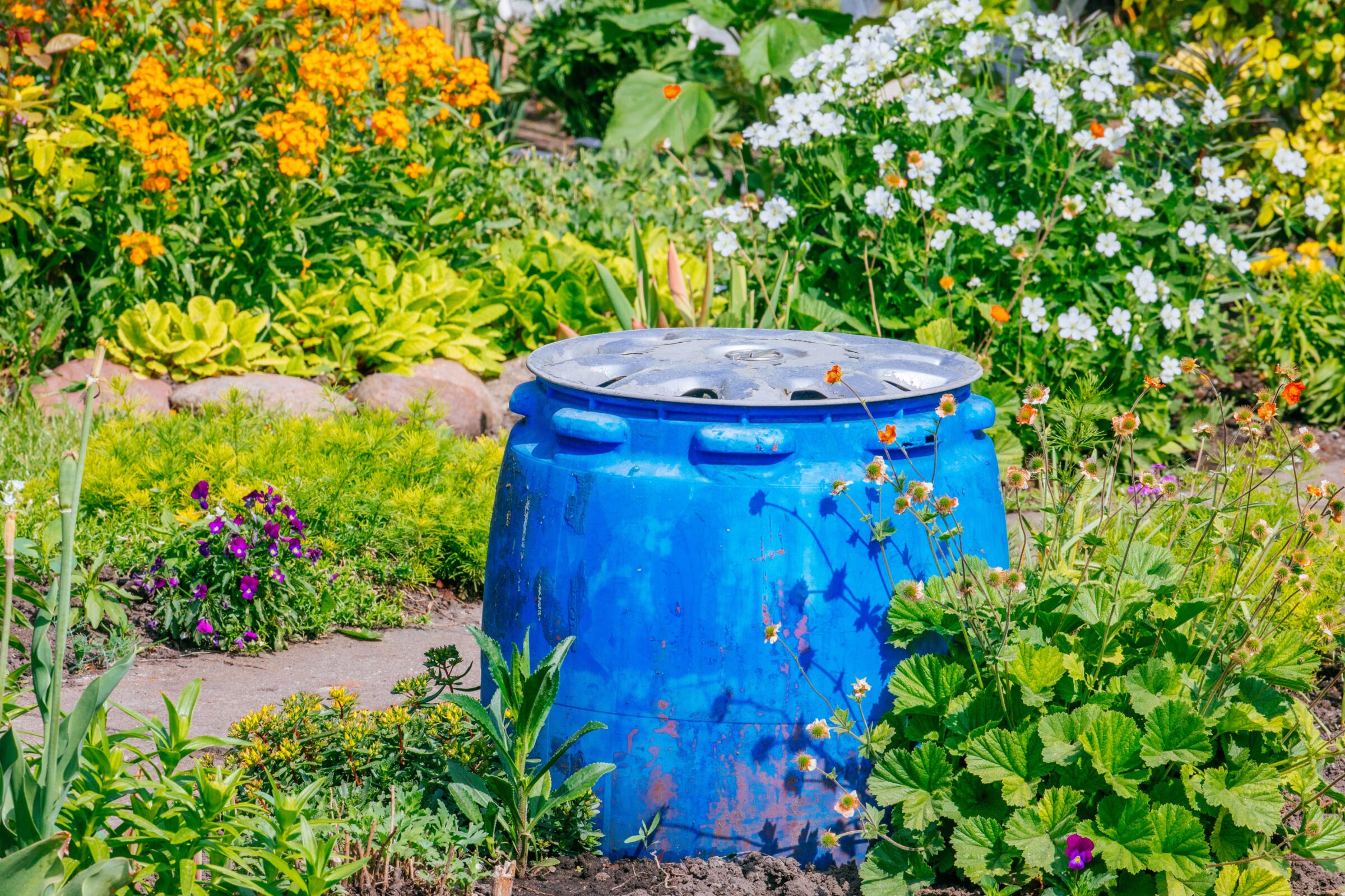 Bright blue plastic rain barrel with a metal lid sits in a lush, colorful flower garden filled with blooming orange, white, and purple flowers, surrounded by green foliage and bordered by a stone edging.